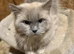 CFA Registered Doll Face Blue Point Male - Persian Cat For Sale/Retired Breeding - Conyers&comma; GA&comma; US