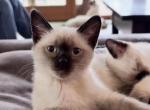 Mocha - Siamese Kitten For Sale - Philadelphia&comma; PA&comma; US