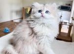 Blue and Black Golden Chinchilla kittens - British Shorthair Kitten For Sale - BTV&comma; VT&comma; US
