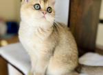 Female British shorthair Black Golden coat - British Shorthair Kitten For Sale - 
