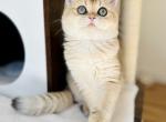 Female British shorthair Black Golden coat - British Shorthair Kitten For Sale - Boston&comma; MA&comma; US
