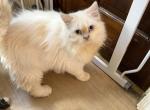 Flame point - Persian Kitten For Sale - Conyers&comma; GA&comma; US