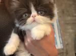 Persian tuxedo - Persian Kitten For Sale - Las Vegas&comma; NV&comma; US
