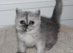 Ashley - Exotic Kitten For Sale - Enola&comma; PA&comma; US