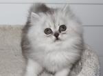 Asher - Persian Kitten For Sale - Enola&comma; PA&comma; US