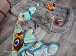Gorgeous Sphynx Kittens - Sphynx Kitten For Sale - Delavan&comma; WI&comma; US