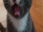 Kitten 4 - British Shorthair Kitten For Sale - 
