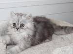 Austin - Persian Kitten For Sale - Enola&comma; PA&comma; US
