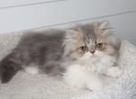 Cory - Persian Kitten For Sale - Enola&comma; PA&comma; US