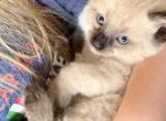 Blue eyed ragdoll balinese mix kittens - Ragdoll Kitten For Sale - Gilbert&comma; AZ&comma; US