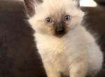 Blue eyed ragdoll balinese mix kittens - Ragdoll Kitten For Sale - Gilbert&comma; AZ&comma; US