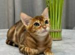 Amber - Bengal Kitten For Sale - Miami&comma; FL&comma; US