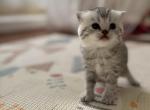 Scottish Straight female kitten light gray - Scottish Straight Kitten For Sale - Sterling&comma; VA&comma; US