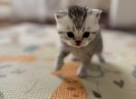 Scottish Straight female kitten light gray - Scottish Straight Kitten For Sale - Sterling&comma; VA&comma; US