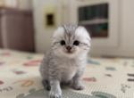Scottish fold male kitten light grey - Scottish Fold Kitten For Sale - Sterling&comma; VA&comma; US