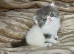 Sterling - Exotic Kitten For Sale - 