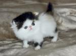 Mochi - Exotic Kitten For Sale - 