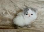 Nimbus - Exotic Kitten For Sale - Syracuse&comma; NY&comma; US