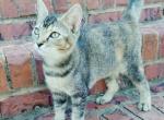 Tabby Kitten - Domestic Kitten For Adoption - AL&comma; US