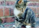 Tabby Kittens - Domestic Kitten For Adoption - AL&comma; US