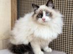Fluffy handsome boy Ragdoll Male - Ragdoll Kitten For Adoption - Auburn&comma; WA&comma; US