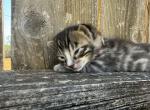 LF5 - Bengal Kitten For Sale - Del City&comma; OK&comma; US
