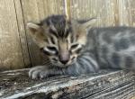 LF4 - Bengal Kitten For Sale - Del City&comma; OK&comma; US