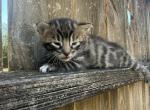 LF3 - Bengal Kitten For Sale - Del City&comma; OK&comma; US