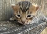 LF2 - Bengal Kitten For Sale - Del City&comma; OK&comma; US