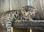 Lunar Frost - Bengal Kitten For Sale - Del City&comma; OK&comma; US