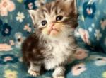 Xander - Siberian Kitten For Sale - Clintwood&comma; VA&comma; US