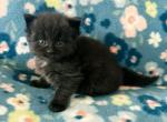 Xaden - Siberian Kitten For Sale - Clintwood&comma; VA&comma; US