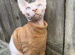 Donald - Sphynx Kitten For Adoption - CA&comma; US