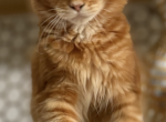 Autum - Maine Coon Kitten For Sale - Saint Cloud&comma; FL&comma; US