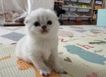 Scottish Fold female kitten snow white - Scottish Fold Kitten For Sale - Sterling&comma; VA&comma; US