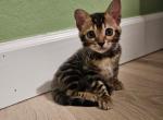 Penut - Bengal Kitten For Sale - 