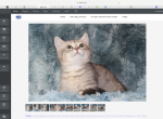 Chip The English Muffin - Munchkin Kitten For Sale - Winnemucca&comma; NV&comma; US