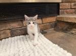 Lily - Domestic Kitten For Sale - East Brunswick&comma; NJ&comma; US
