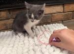 Honey - Domestic Kitten For Sale - 