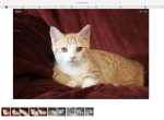 Stan the English Muffin - Munchkin Kitten For Sale - Winnemucca&comma; NV&comma; US