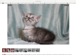 Cubby the English Muffin - Munchkin Kitten For Sale - Winnemucca&comma; NV&comma; US