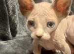 Male dwarf Sphynx - Sphynx Kitten For Sale - Sand Springs&comma; OK&comma; US