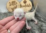 Pip - Bengal Kitten For Sale - 