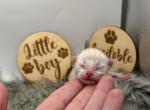 Echo - Bengal Kitten For Sale - ME&comma; US