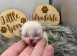 Helix - Bengal Kitten For Sale - ME&comma; US