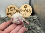 Remy - Bengal Kitten For Sale - ME&comma; US