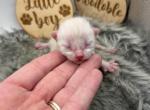 Dex - Bengal Kitten For Sale - ME&comma; US