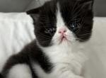Tortellini - Exotic Kitten For Sale - Roseville&comma; CA&comma; US