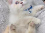 Female Persian kitten - Persian Kitten For Sale - Dearborn Heights&comma; MI&comma; US