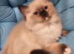 K - Ragdoll Kitten For Sale - Brighton&comma; CO&comma; US
